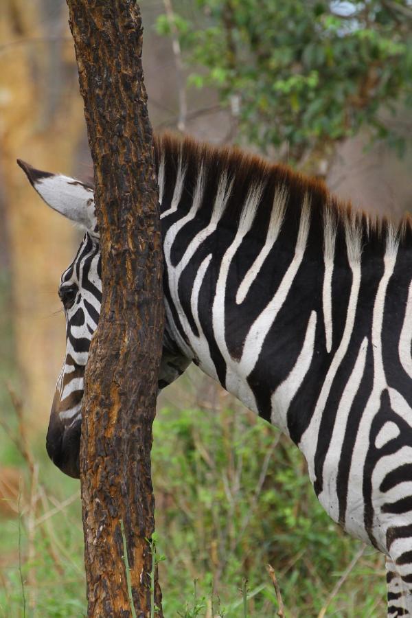 Hyena Hill Lodge Sanga Екстер'єр фото